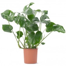 Swiss Cheese Plant - Monstera Deliciosa - 80-90cm (Incl. Pot)